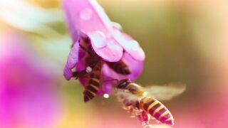 Male flower gets pistil pumped by dirty voyeur